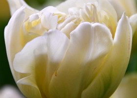 Tulipa Ippon (4)